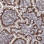 Immunohistochemical staining of human small intestine shows strong nuclear positivity in glandular cells.
