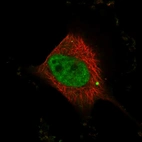 Immunofluorescent staining of human cell line U-251 MG shows localization to nucleoplasm.