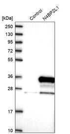 Anti-N4BP2L1 Antibody