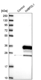 Western blot analysis in control (vector only transfected HEK293T lysate) and N4BP2L1 over-expression lysate (Co-expressed with a C-terminal myc-DDK tag (~3.1 kDa) in mammalian HEK293T cells, LY409475).