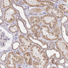 Immunohistochemical staining of human Kidney shows moderate granular cytoplasmic positivity in cells in tubules.