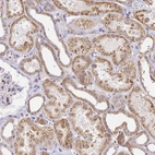 Immunohistochemical staining of human Kidney shows moderate granular cytoplasmic positivity in cells in tubules.