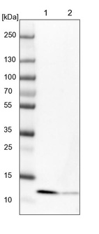 Lane 1: NIH-3T3 cell lysate (Mouse embryonic fibroblast cells)_br/_Lane 2: NBT-II cell lysate (Rat Wistar bladder tumour cells)
