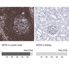 Anti-DEF6 Antibody