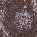 Immunohistochemical staining of human lymph node shows high expression.