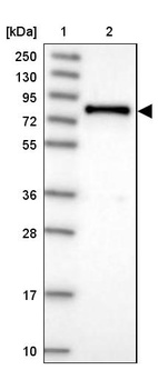 Lane 1: Marker [kDa] 250, 130, 95, 72, 55, 36, 28, 17, 10_br/_Lane 2: Human cell line RT-4
