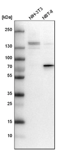 Western blot analysis in mouse cell line NIH-3T3 and rat cell line NBT-II.