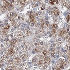 Immunohistochemical staining of human adrenal gland using Anti-CLPB antibody HPA039005.