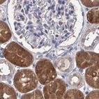 Immunohistochemical staining of human kidney using Anti-CLPB antibody HPA039005.