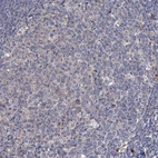 Immunohistochemical staining of human tonsil shows very weak positivity in germinal center cells as expected.