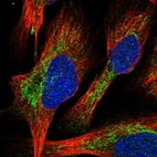 Immunofluorescent staining of human cell line U-2 OS shows localization to mitochondria.