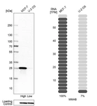 Western blot analysis in human cell line MCF-7 and human cell line U-2 OS.