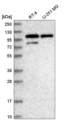 Anti-DDX23 Antibody