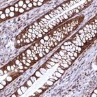 Anti-CHCHD1 Antibody