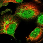 Immunofluorescent staining of human cell line U-251 MG shows localization to nucleoplasm, nucleoli fibrillar center & mitochondria.