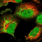Immunofluorescent staining of human cell line U-251 MG shows localization to nucleoplasm, nucleoli fibrillar center & mitochondria.