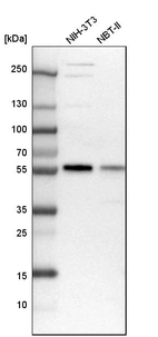 Western blot analysis in mouse cell line NIH-3T3 and rat cell line NBT-II.