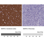 Anti-MAP6 Antibody