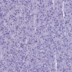 Immunohistochemical staining of human pancreas shows low expression as expected.