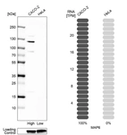 Western blot analysis in human cell line CACO-2 and human cell line HeLa.