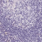 Immunohistochemical staining of human lymph node using Anti-MAP1A antibody HPA039064.