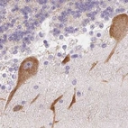 Immunohistochemical staining of human cerebellum using Anti-MAP1A antibody HPA039064.