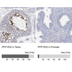 Anti-PPP1R32 Antibody