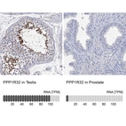 Anti-PPP1R32 Antibody