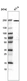 Anti-VWA8 Antibody