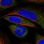 Immunofluorescent staining of human cell line U-2 OS shows localization to lipid droplets.
