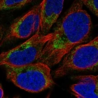 Anti-NMNAT3 Antibody