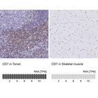 Anti-CD7 Antibody