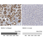 Anti-MUCL1 Antibody