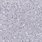 Anti-MUCL1 Antibody