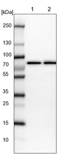 Lane 1: NIH-3T3 cell lysate (Mouse embryonic fibroblast cells)_br/_Lane 2: NBT-II cell lysate (Rat Wistar bladder tumour cells)