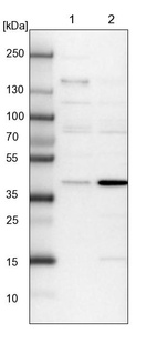 Lane 1: NIH-3T3 cell lysate (Mouse embryonic fibroblast cells)_br/_Lane 2: NBT-II cell lysate (Rat Wistar bladder tumour cells)