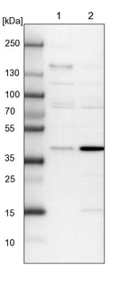 Lane 1: NIH-3T3 cell lysate (Mouse embryonic fibroblast cells)_br/_Lane 2: NBT-II cell lysate (Rat Wistar bladder tumour cells)