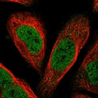 Immunofluorescent staining of human cell line U-2 OS shows localization to nucleoplasm.