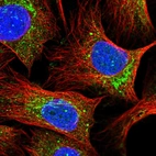 Immunofluorescent staining of human cell line U-2 OS shows localization to nuclear bodies & mitochondria.
