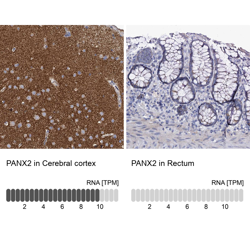 Anti-PANX2 Antibody