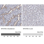 Anti-MYO7B Antibody