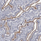 Immunohistochemical staining of human duodenum shows high expression.