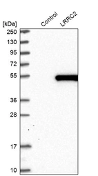 Western blot analysis in control (vector only transfected HEK293T lysate) and LRRC2 over-expression lysate (Co-expressed with a C-terminal myc-DDK tag (~3.1 kDa) in mammalian HEK293T cells, LY411101).