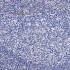 Immunohistochemical staining of human tonsil shows low expression as expected.