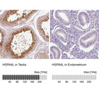 Anti-HSPA4L Antibody