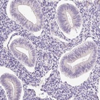 Anti-HSPA4L Antibody