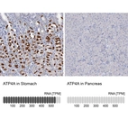 Anti-ATP4A Antibody