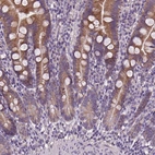 Immunohistochemical staining of human duodenum shows high expression.