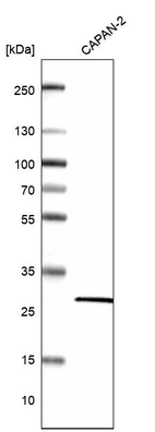 Western blot analysis in human cell line CAPAN-2.