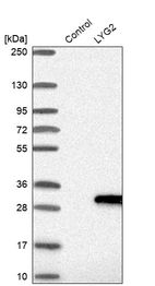Western blot analysis in control (vector only transfected HEK293T lysate) and LYG2 over-expression lysate (Co-expressed with a C-terminal myc-DDK tag (~3.1 kDa) in mammalian HEK293T cells, LY406247).